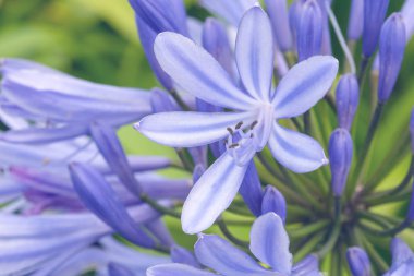 Bulanık yeşil arka planda mavi agapanthus çiçekleri. Aşk Çiçeği. Agapanthus kapalı alanda tarım, peyzaj tasarımı ve çiçek düzenlemesi için kullanılır. San Miguel Adası, Azores, Portekiz