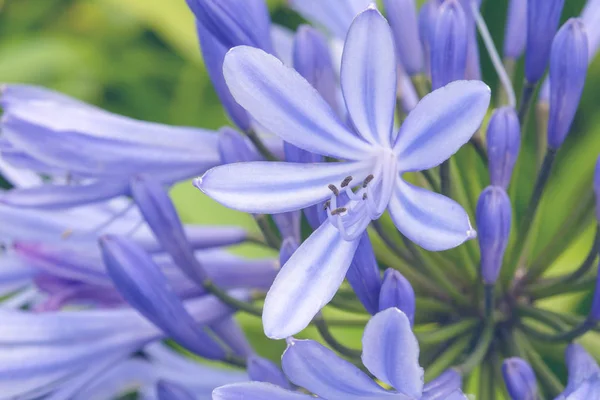 Blå agapanthus blommor pÃ ¥en suddig grÃ ¶ n bakgrund. Kärlekens blomma. Agapanthus används för inomhusodling, landskapsplanering och blomsterarrangemang. San Miguel, Azorerna, Portugal — Stockfoto