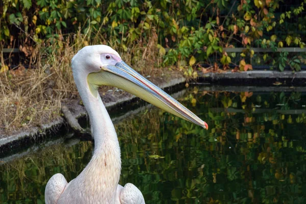 Rosa pelícano grande Pelecanus en las ramas de los árboles caídos. Aves de la familia Pelecanidae con un pico enorme . — Foto de Stock