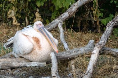 Devrilmiş ağaçların dallarına pembe büyük Pelikan Pelecanus. Büyük gagalı Pelecanidae familyasından bir kuş.. 