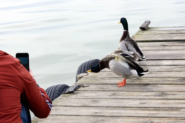 Valencia, Spanien. Ein junger Mann fotografiert mit seinem Handy zwei Enten auf einer Holzbrücke. See und Naturpark Albufera (el parque natural de la albufera de valencia). Erstaunliches Vogelschutzgebiet. — Stockfoto