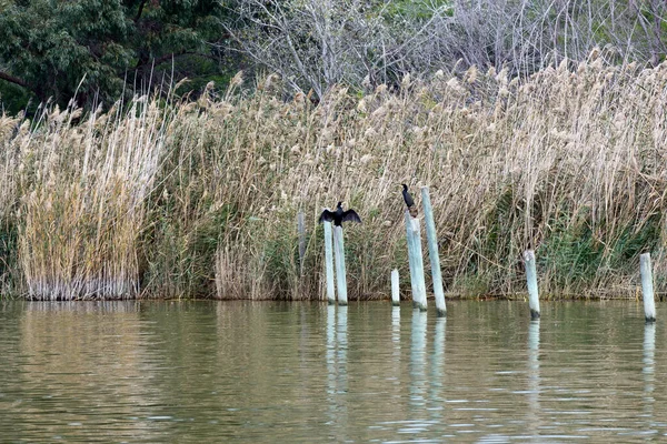 Валенсия, Испания. Озеро и природный парк Албуфера (El Parque Natural de la Albufera de Valencia) в пасмурный день. Удивительный птичий заповедник . — стоковое фото