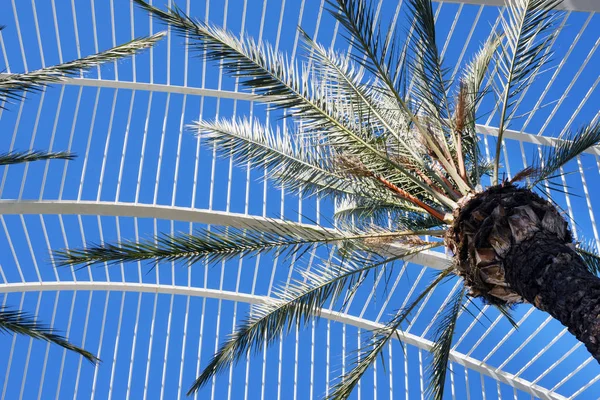 Листья пальмы на фоне белой металлической конструкции и голубого неба . — стоковое фото
