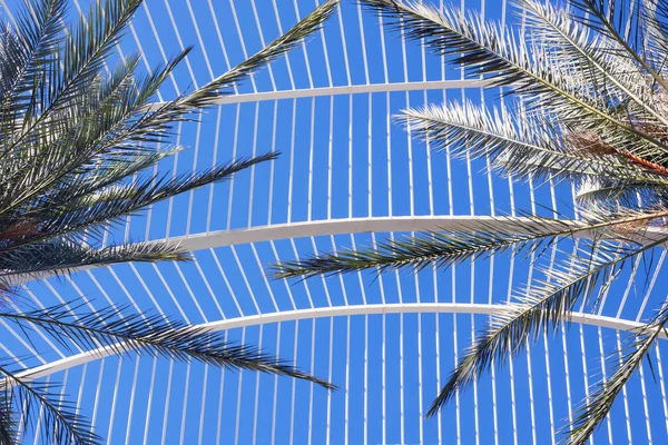 Pálmafa levelei a fehér fémkonstrukció és a kék ég hátterében. — Stock Fotó