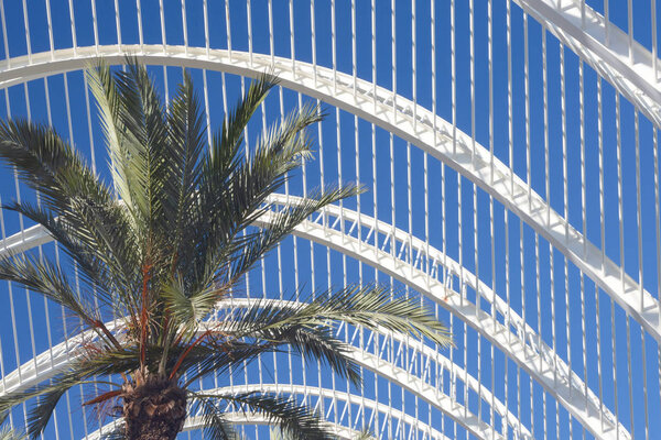 Leaves of a palm tree on a background of white metal construction and blue sky.