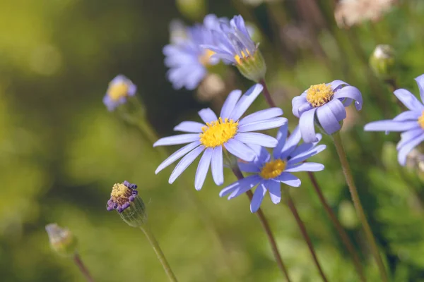 Prachtige Blauwe Bloemen Van Felicia Amelloides Een Achtergrond Van Groen — Stockfoto