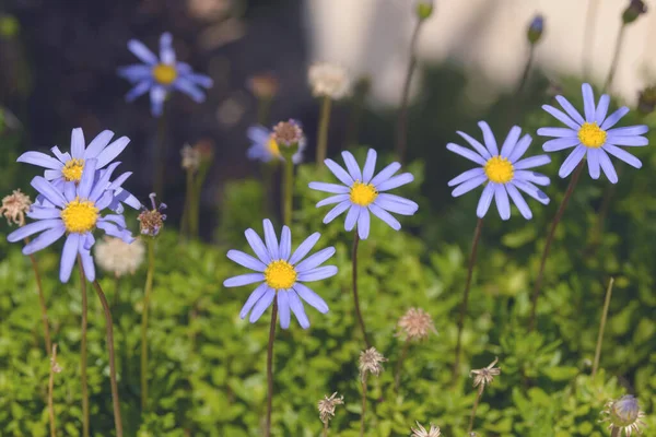 Prachtige Blauwe Bloemen Van Felicia Amelloides Een Achtergrond Van Groen — Stockfoto