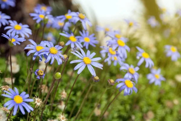 Piękne Niebieskie Kwiaty Felicia Amelloides Tle Zielonych Liści Delikatne Stokrotki — Zdjęcie stockowe