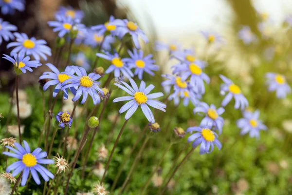 Belas Flores Azuis Felicia Amelloides Fundo Folhagem Verde Margaridas Suaves — Fotografia de Stock