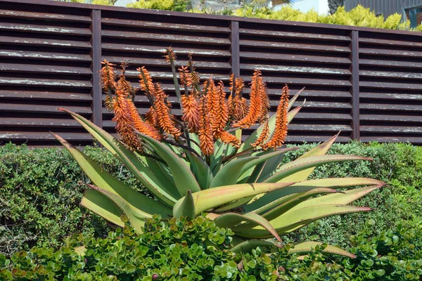 Egy Hatalmas Virágzó Aloe Bokor Hátán Egy Kerítés — Stock Fotó