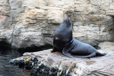 Komik siyah kürk foku taşların arasında kapalı gözlerle poz veriyor..