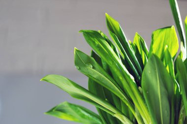 Bir buket yeşil sarımsak. Allium ursinum vitamin açısından zengindir. Hastalıkların önlenmesi ve bağışıklığın arttırılması için ilaç fabrikası. Süper yemek..