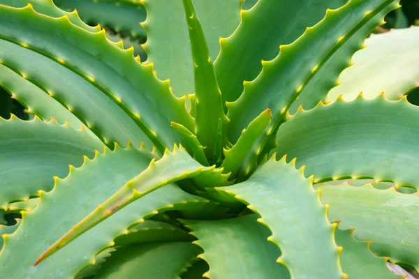 Aloe ağaçlarının yemyeşil yapraklarından bir gül. Kullanışlı tıbbi bitki.