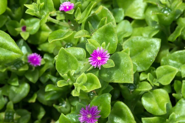 Hojas Verdes Suculentas Pequeñas Flores Moradas Mesembryanthemum Cordifolium Una Planta —  Fotos de Stock