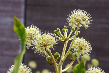Fetsia japonica 'nın hassas cilt bakterileri. Havayı temizleyen Evergreen süs çiti. Bahçe ve peyzaj tasarımı.