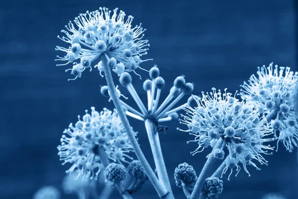 Delicate Bloeiwijzen Van Fatsia Japonica Evergreen Sierheester Die Lucht Reinigt — Stockfoto