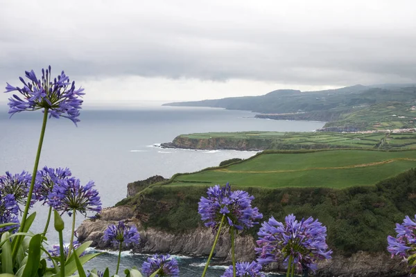 Paisaje Escénico Flores Agapanto Azul Mar Acantilados Cielo Nublado Centro —  Fotos de Stock