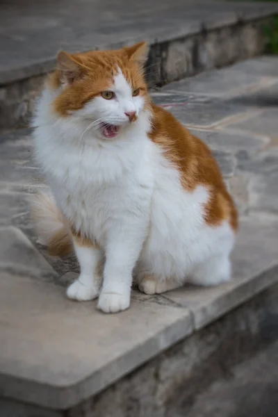 Egy Cuki Vörös Macska Betonlépcsőn Hangosan Nyöszörög Ciprus Szigete Homályos — Stock Fotó