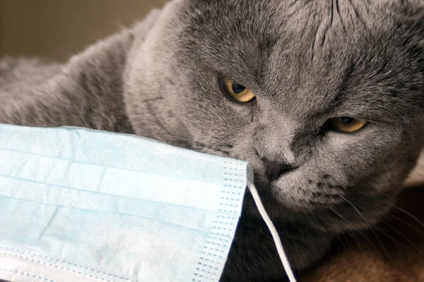 Szürke Vicces Brit Macska Védő Orvosi Maszkkal Vírusok Betegségek Elleni — Stock Fotó