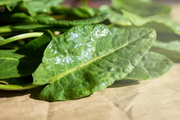 Daun Hijau Muda Dari Sorrel Atas Kertas Kerajinan Budaya Sayuran — Stok Foto