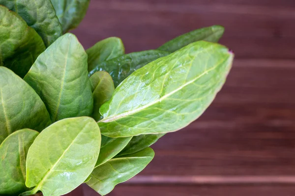 Daun Hijau Muda Dari Sorrel Budaya Sayuran Yang Berguna Dan — Stok Foto