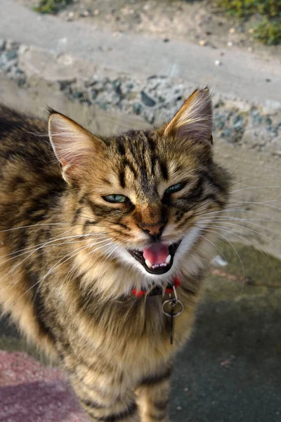 Belo Gato Sem Teto Senta Ruidosamente Miados Rua Limassol Chipre — Fotografia de Stock