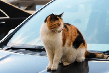 Güzel bir kızıl sokak kedisi Limasol şehrinde bir arabada oturuyor. Kıbrıs bir kedi adası.