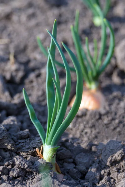 Verde Deja Las Plumas Cebolla Joven Sol Principios Primavera Cultivo —  Fotos de Stock