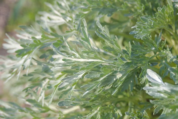 Erva Daninha Agressiva Planta Medicinal Absinto Amargo Artemisia Vulgaris — Fotografia de Stock