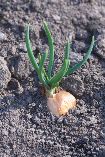 Verde Deja Las Plumas Cebolla Joven Sol Principios Primavera Cultivo —  Fotos de Stock