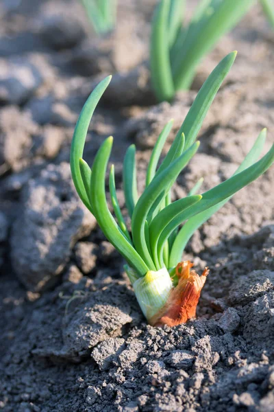 Verde Deja Las Plumas Cebolla Joven Sol Principios Primavera Cultivo —  Fotos de Stock
