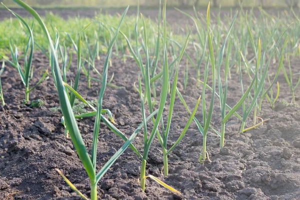 Verde Deja Las Plumas Cebolla Joven Sol Principios Primavera Cultivo —  Fotos de Stock