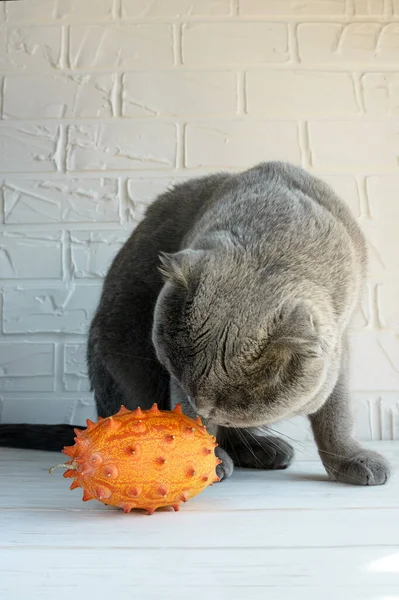 Vicces Macska Ból Skót Tenyészt Szimatol Egzotikus Gyümölcs Cucumis Metuliferus — Stock Fotó