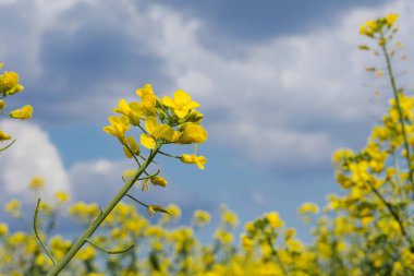 Mavi gökyüzüne karşı tarlada sarı tecavüz çiçekleri. Ekin Brassica Napus. 
