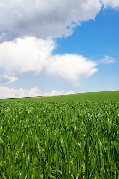 Blå Himmel Med Moln Över Ett Grönt Fält Med Ungt — Stockfoto