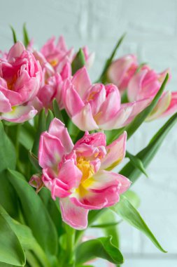 Beyaz arka planda pembe laleler. Kadınlar günü kavramı, anneler günü, doğum günü, sevgililer günü. Lalelerle bahar arkaplanı