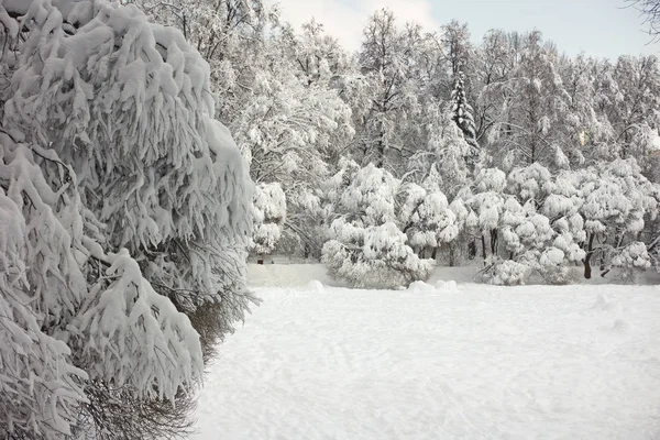 Miasto Moskwa Park Snow Zima — Zdjęcie stockowe