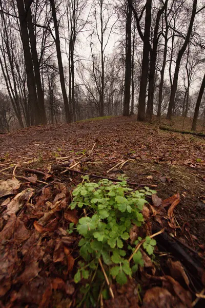 Stadt Moskau Kuntsevo Park Bäume Natur — Stockfoto