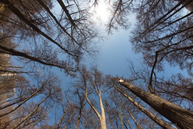 Şehir Moskova Kuntsevo Parkı doğa ağaçlar