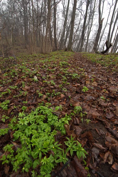 Ciudad Moscú Kuntsevo Parque Árboles Naturaleza —  Fotos de Stock