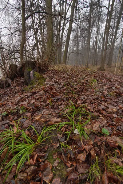 Ciudad Moscú Kuntsevo Parque Árboles Naturaleza —  Fotos de Stock