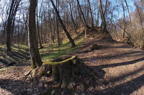 Ciudad Moscú Kuntsevo Parque Árboles Naturaleza —  Fotos de Stock