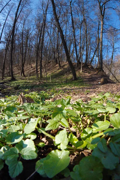 Ciudad Moscú Kuntsevo Parque Árboles Naturaleza —  Fotos de Stock