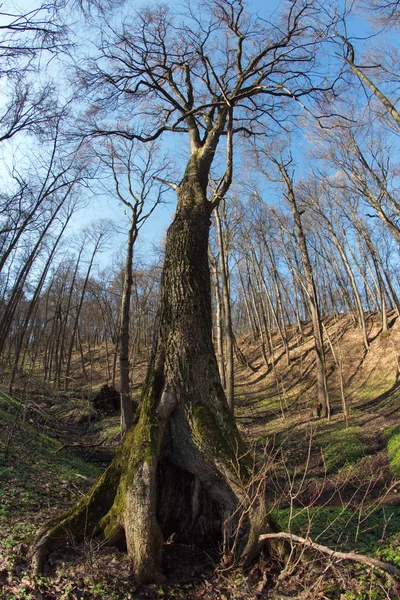 Ville Moscou Kuntsevo Parc Arbres Nature — Photo