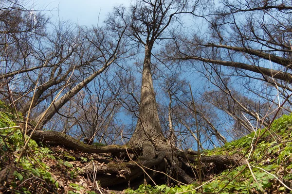 Stadt Moskau Kuntsevo Park Bäume Natur — Stockfoto