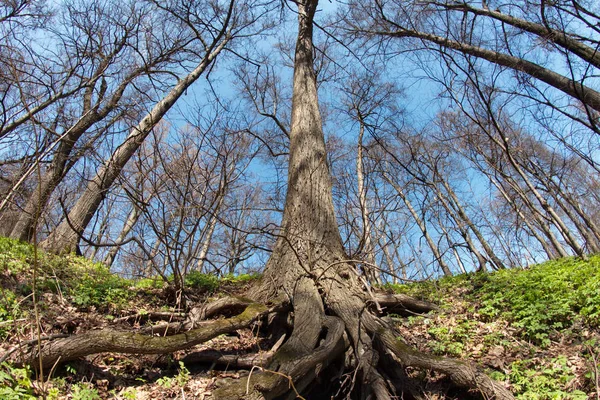 Stadt Moskau Kuntsevo Park Bäume Natur — Stockfoto