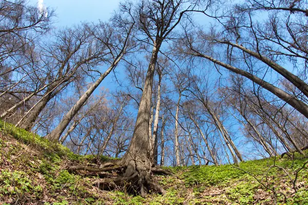 Stadt Moskau Kuntsevo Park Bäume Natur — Stockfoto