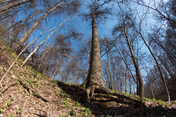 Město Moskva Kuntsevo Park Stromy Příroda — Stock fotografie