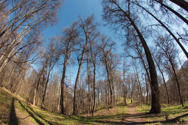 Ciudad Moscú Kuntsevo Parque Árboles Naturaleza —  Fotos de Stock