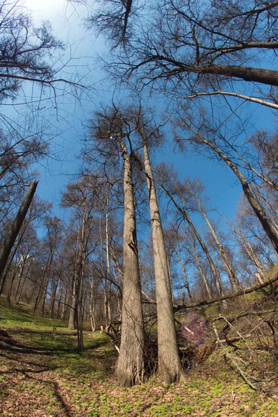 Ciudad Moscú Kuntsevo Parque Árboles Naturaleza —  Fotos de Stock